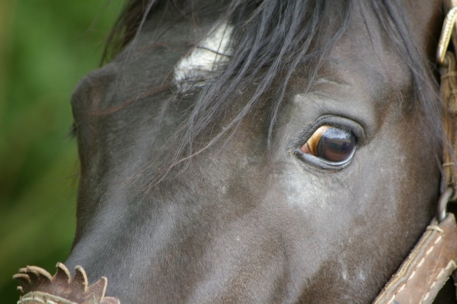 Les chevaux marocains: Les Chevaux Marocains 115